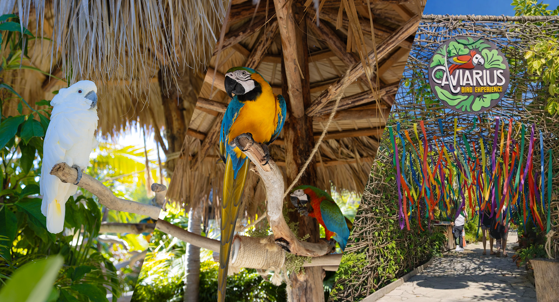 Banner Aviario